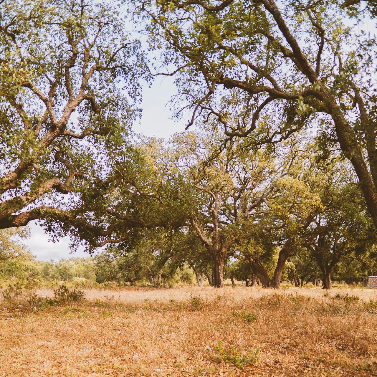 Tasmanian Wilderness